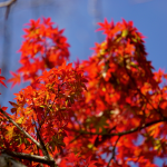 紅葉がはじまり山も美しく色づきはじめていました